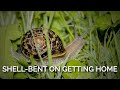 SHELL-Bent on Getting Home: Snails Know Where They Want to Go