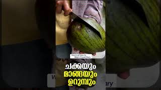 ചക്കയും മാങ്ങയും ഉറുമ്പും