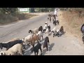 sheep farming lambi puchh wali bhed ke bacche गुजराती कच्छी मालधारी rabari samaj