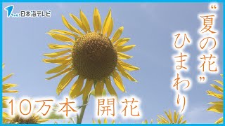 【ひまわり】咲き誇る　鳥取県琴浦町役場前　これからさらに開花し１０万本に　８月下旬まで見頃