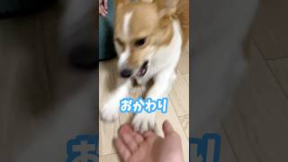 食欲と甘えたい欲が混ざって変なテンションの犬 #コーギー #ちくわ #shorts