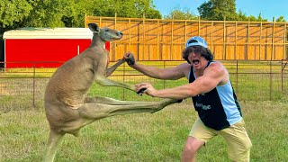How to Fight an Adult Kangaroo