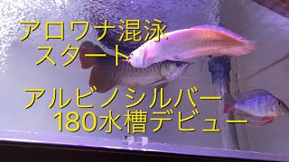 アロワナ混泳スタート　アルビノシルバー180水槽デビュー