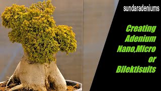 Creating Adenium Nano Micro or Bilektisuits