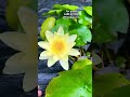 for waterplants contact 6282 027908 ambal flower lotus gardeningchannel gardener gardening