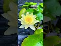 for waterplants contact 6282 027908 ambal flower lotus gardeningchannel gardener gardening