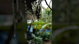 മഴത്തുള്ളികൾ പൊഴിഞ്ഞീടുമീ  നാടൻ വഴി...