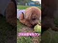 ボール遊び　 トイプードル toypoodle 犬のいる暮らし ボール