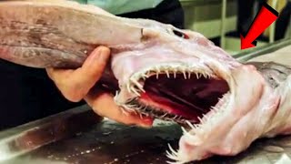 Top 10 Shocking Creatures Found in Deep Sea!