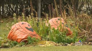 Trick? Alberta town celebrates Halloween on Oct. 30