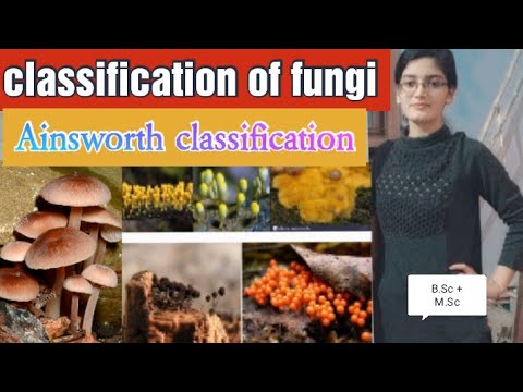 Classification Of Fungi || Ainsworth Classification || Kingdom Mycota ...