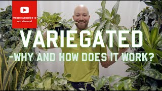 Variegated - why and how does it work?