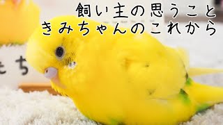 飼い主の思うこと きみちゃんのこれから シニアインコ8歳 The future of old budgerigars