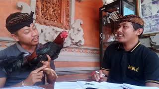 Dharma Tetimbang Lontar Pengayam-Ayam Seri II