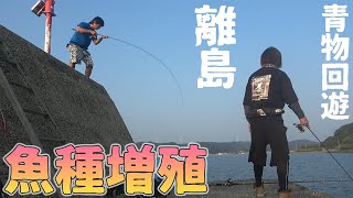 泳がせ釣り用のアジ釣ってたら青物が食いついて来た？！