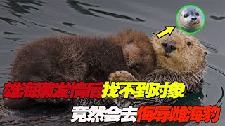 雄海獭为了交配太赖皮，没对象就找雌海豹替代，雌海豹不干净了