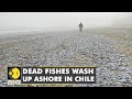 Thousands of dead fish wash up on a Chilean beach, exact reason unknown | World News | WION