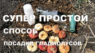 СУПЕР УДОБНЫЙ способ посадки гладиолусов! ✿ // Convenient Way of Planting Gladiolus