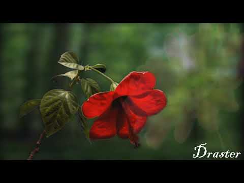 What is a good metaphor for a flower?
