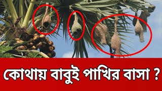 হারিয়ে যাচ্ছে তাল গাছে বাবুই পাখির বাসা | Mytv News | Bangla News | Weaver Bird