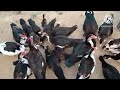 ମୋତି ହଂସ ଚାଷ କେତିମି ଆରଭ. how to start muscovy duck farming in odisha ବତକ ଚାଷ ରେ କେତେ ଲାଭ trending