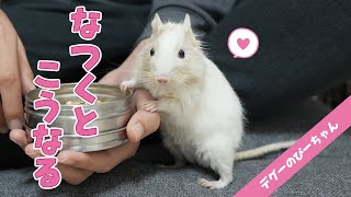 なつくとこうなる！飼い主のそばを離れないデグーが可愛すぎる！