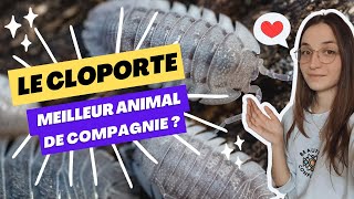 Adopter des cloportes, pourquoi c'est COOL ?