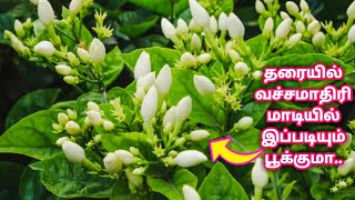 மாடித்தோட்டத்தில் மல்லி வளர்க்க A to Z டிப்ஸ் \u0026 உரம்