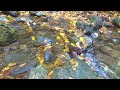 【水の音】沢と秋の落ち葉 響く沢の水音　 sound of water stream and autumn leaves the sound of the stream echoing