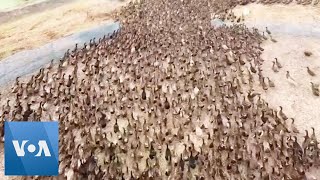 Drone Footage Shows Thousands of Ducks 'Cleaning' Rice Paddies in Thailand