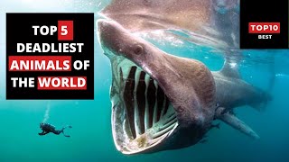 Top 5 Deadliest Animals Of The World You Must Run Away From