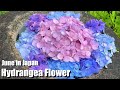 Hydrangea flowers in Japanese temple