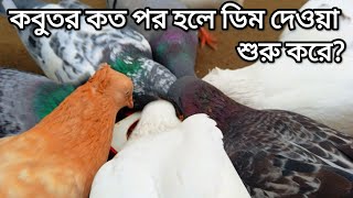 কবুতর কত পর হলে ডিম দেওয়া শুরু করে? কবুতর কত দিন বয়স হলে ডিম দেয়।। kobutor history.