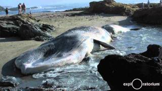 What is Baleen? I Sample from a Blue Whale I Exploratorium