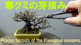 春嘉の盆栽工房　#35　寒グミの芽摘み　The act of picking sprouts of the Elaeagnus pungens　【盆栽】【芽摘み】【bonsai】【metumi】