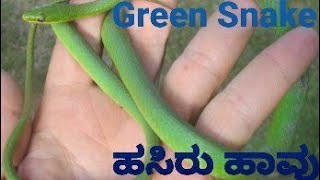 ಹಸಿರು ಹಾವು #greensnake #Hasiru #hasiruhavu