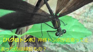 【ハグロトンボ】神様トンボが近寄って止まったのは縁起もの？[Haguro Dragonfly] Is it auspicious that the god dragonfly landed?