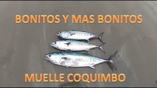 (Vlog 39) Y SIGUE LA PESCA DE BONITOS EN EL MUELLE [COQUIMBO]