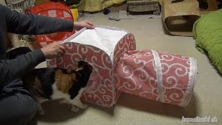 ミケとクロの猫部屋にキャットテントを設置した　I have added the Cat tent to cat room Mike and Kuro【瀬戸の三毛猫日記】