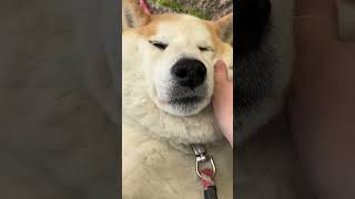 撫でられて気持ちよさそうな柴犬 shiba