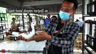 GREBEK/SURVEI HARGA MERPATI PASAR PON AMBARAWA GIRINGANNYA BANYAK BANGET REKOMENDASI HARGA EKONOMIS