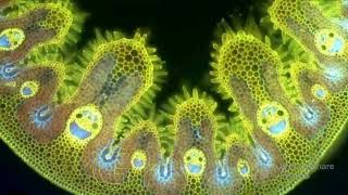 Objects Under an Electron Microscope ( part 2 )