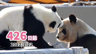 【ジャイアントパンダ（楓浜）】かまってのタイミングが合わない（426日齢）