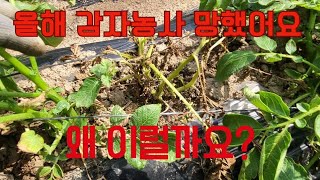 텃밭 감자 망했어요. 감자가 죽어 가요