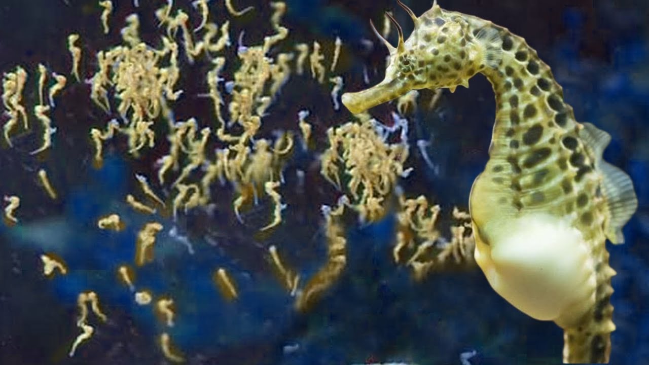 Amazing Male Seahorse Giving Birth To Thousands Of Babies Underwater ...