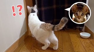 新入り子猫のケージを前にビビる先住猫ぽてと