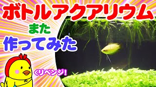 ボトルアクアリウムまた作ってみた【ゴールデンハニーグラミー】