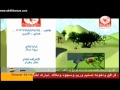 طيور الجنة- www.alekhbareya.com - البندورة الحمرا