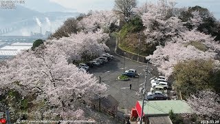 春の風景 #花見 「 #黄金山 の #桜 」 2018.03.29 ( #広島市 南区 )