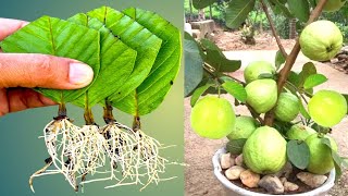 How To Grow Guava Tree From Guava Leaf